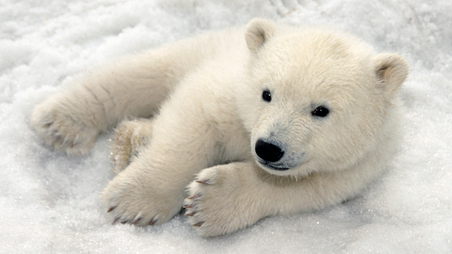 Illustration for article titled Heartbreaking Photos Of Polar Bears Who Will Die Before The Next ‘Metroid Prime’ If Nintendo Doesn’t Get Their Shit Together